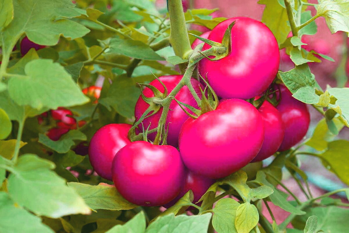 Лучшие сорта томатов на 2020 год для теплиц в подмосковье: советы по выбору помидоров, особенности выращивания, наименования и описания сортов – zelenj.ru – все про садоводство, земледелие, фермерство