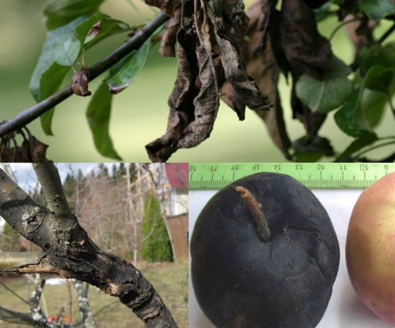 Лечение чёрного рака у яблонь, бактериальный рак и сорта, устойчивые к заболеванию