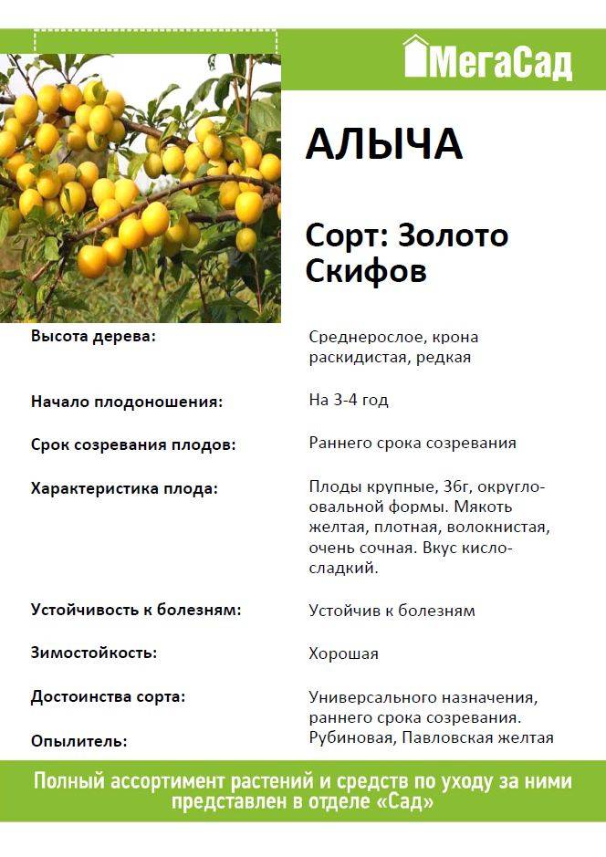 Алыча и её лучшие гибриды для всех регионов. описание, особенности выращивания. фото — ботаничка
