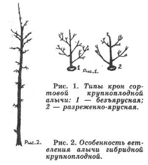 Формирование сливы кустом схема