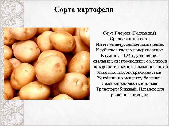 Сорта Картофеля России Фото И Описание