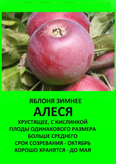 Описание и специфика выращивания яблони сорта Алеся