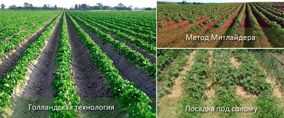 ✅ метод митлайдера: как сажать картофель, схема посадки, выращивание