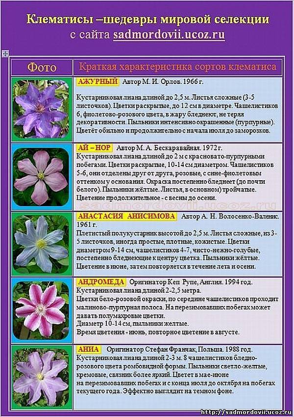 Клематисы - сорта для подмосковья и сибири с фото