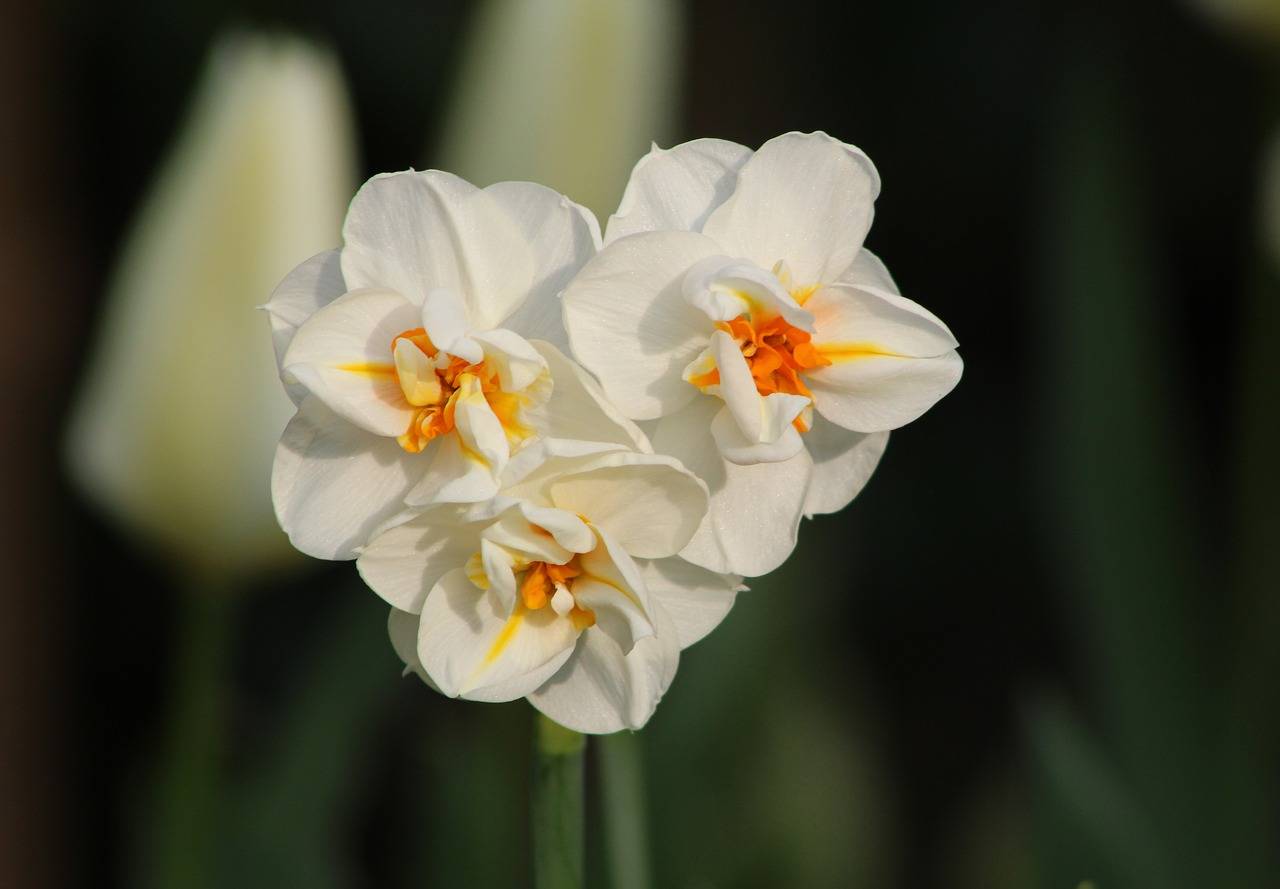 Нарцисс многоцветковый Черчилль