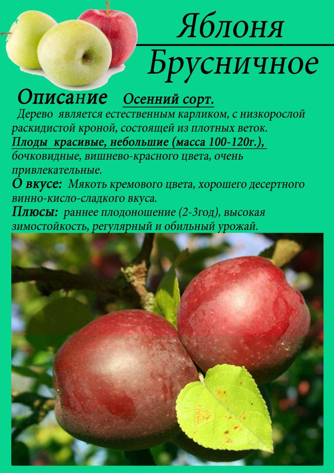 Сорт яблони елена, описание, характеристика и отзывы, а также особенности выращивания данного сорта