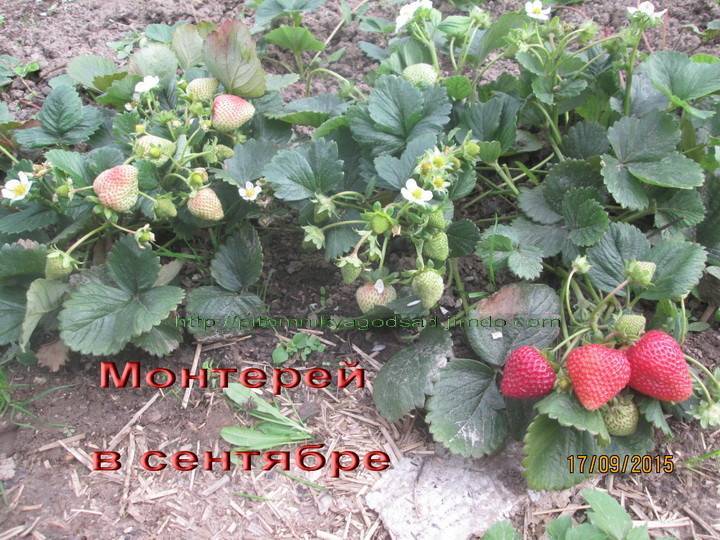 Клубника монтерей: описание ремонтантного сорта, видео отзыв садовода о выращивании с фото