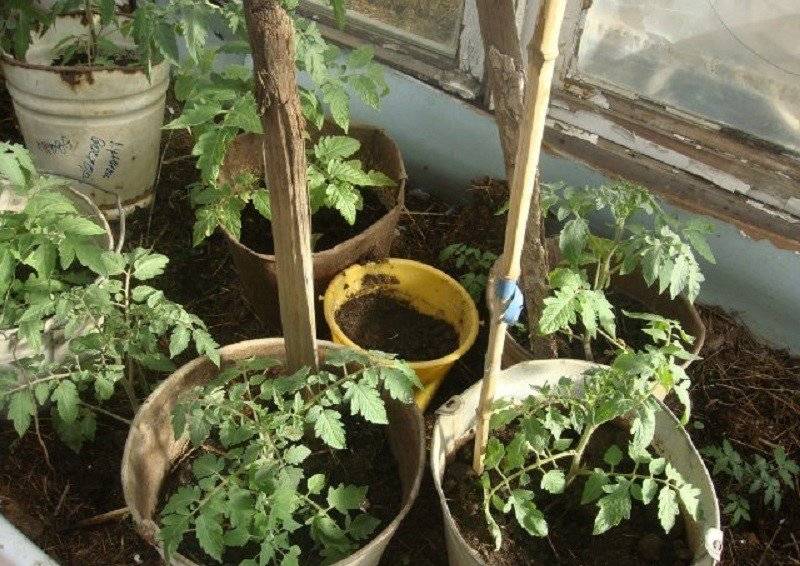 Помидоры в мешках: выращивание в открытом грунте и теплице пошагово с видео