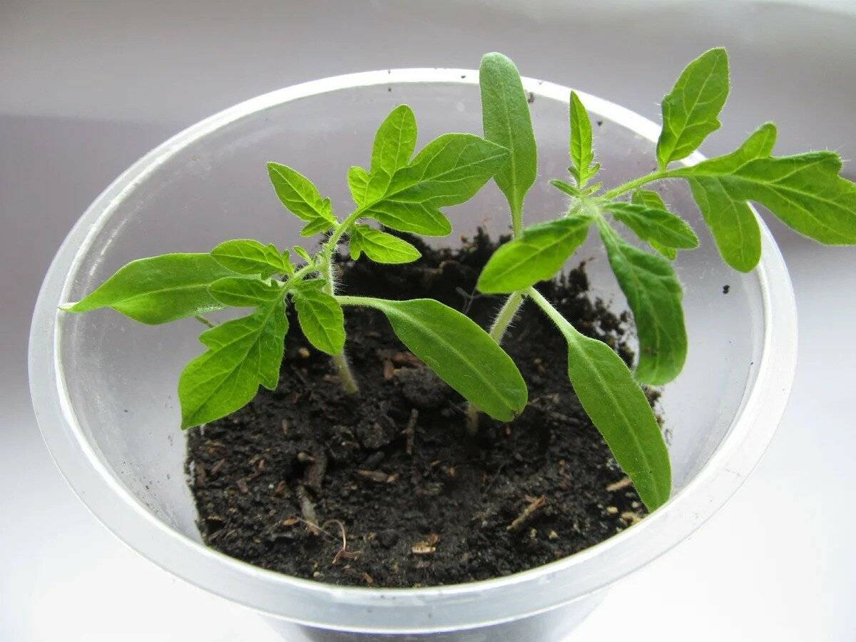 Рассада томатов: выращивание без пикировки