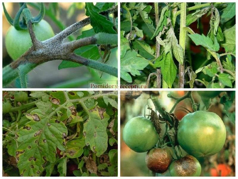 Как бороться с фитофторой на помидорах: чем и когда обрабатывать, профилактика