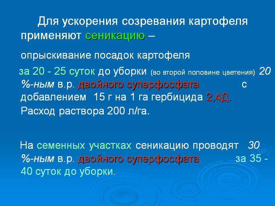 Как и когда проводить сеникацию картофеля суперфосфатом и десикацию после