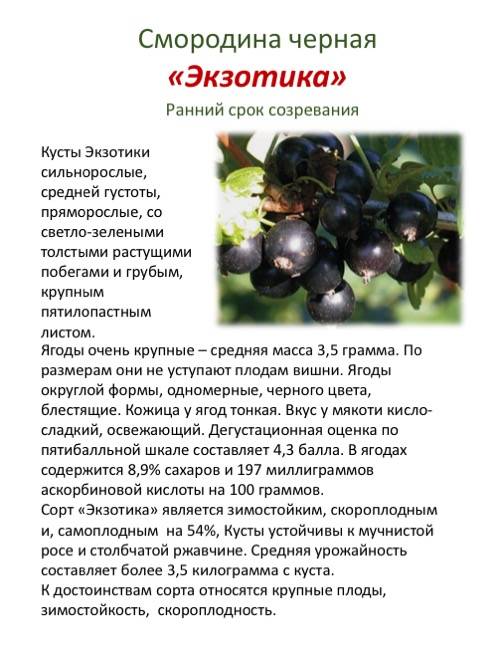 Сорт крупноплодной чёрной смородины добрыня: описание, агротехника, фото, отзывы садоводов, отзывы