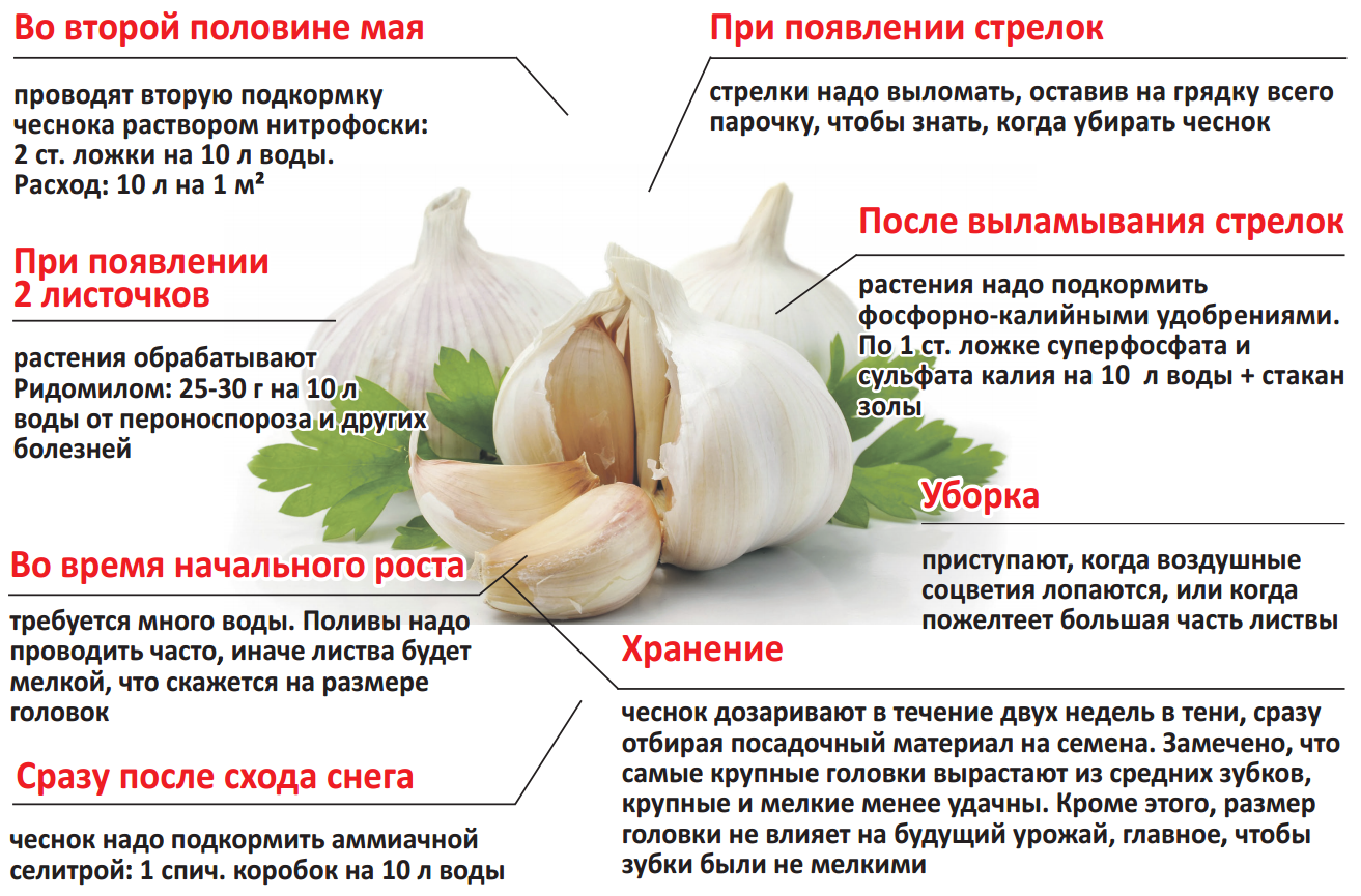 Когда нужно выкапывать чеснок в Саратовской области и других регионах