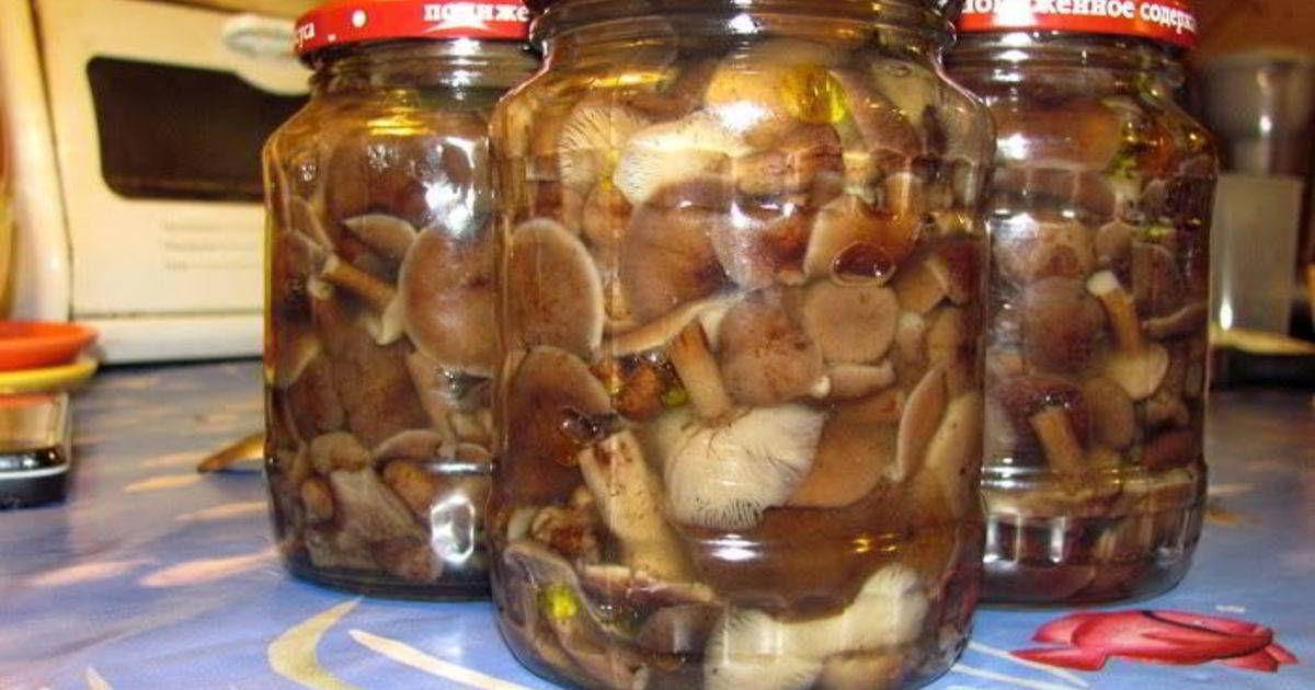Маринованные Опята Рецепт С Фото