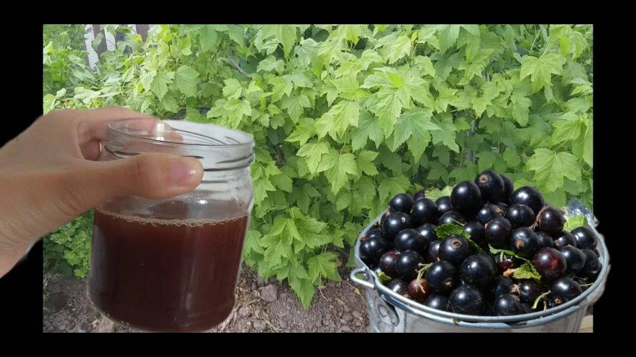 Черная смородина с сахаром на зиму без варки: лучшие рецепты