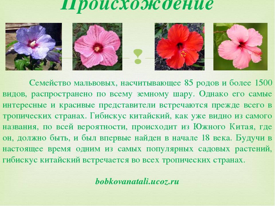 Ухаживание за гибискусом сирийским (hibiscus syriacus)