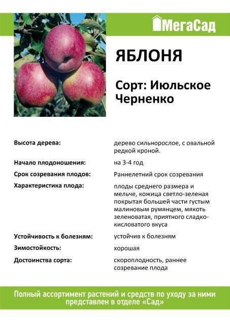 Сорт яблок июльское черненко описание, фото, отзывы