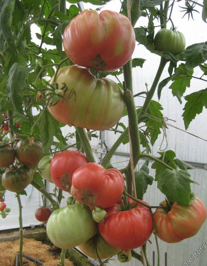 Томат дакоста португальская: характеристика и описание сорта, фото помидоров, отзывы об урожайности куста