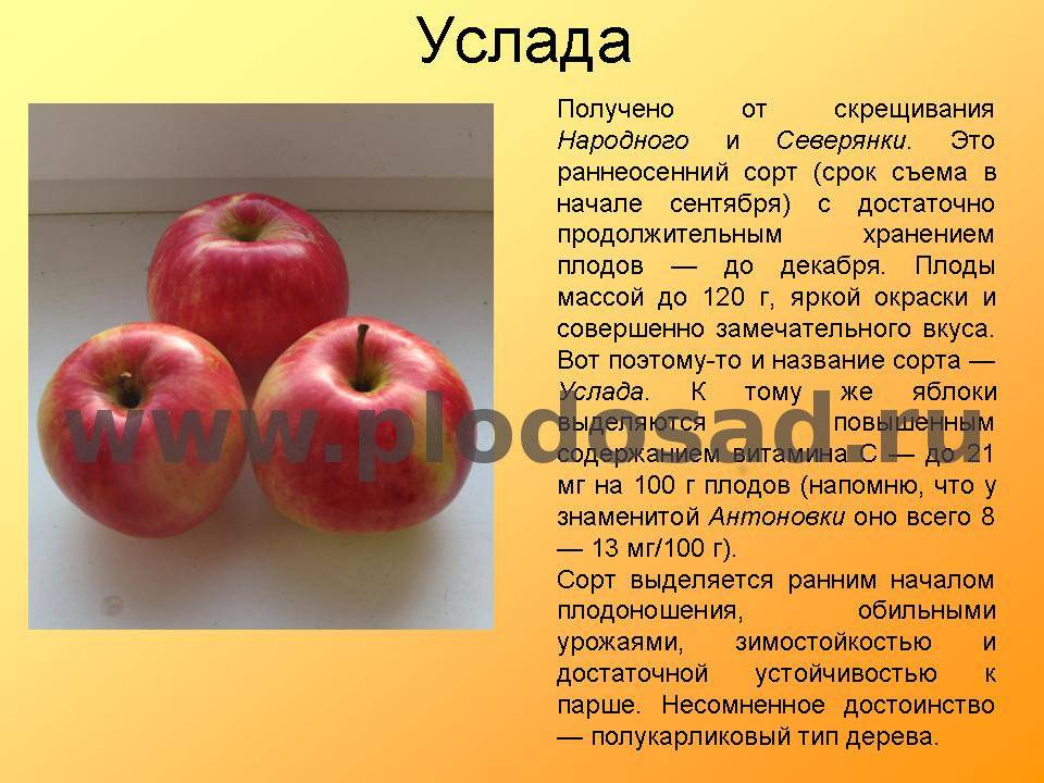 Описание и характеристики яблони сорта Услада, технология выращивания