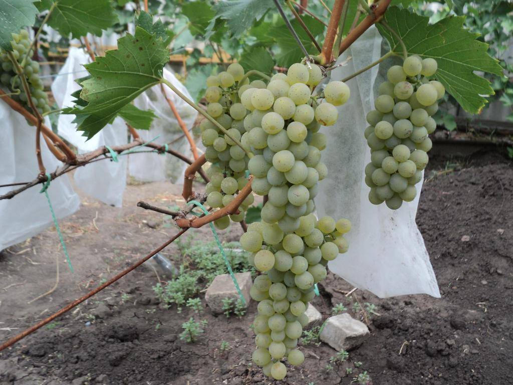 Виноград бианка: описание сорта, его характеристика и фото selo.guru — интернет портал о сельском хозяйстве