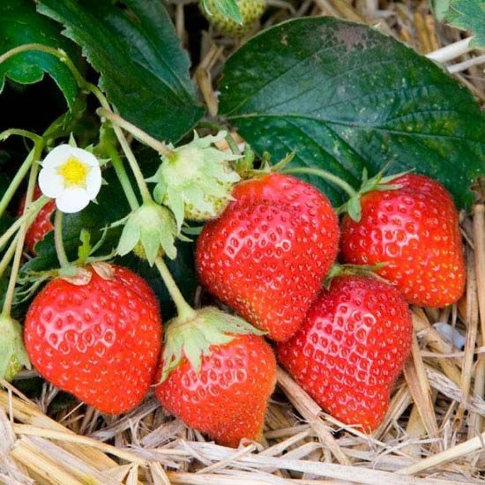 Клубника мара де буа: ароматные и вкусные ягоды весь сезон