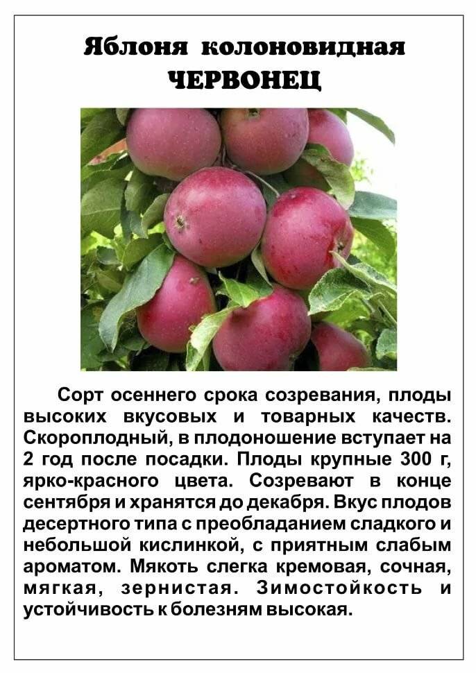 Яблоня колоновидная президент: описание и характеристики сорта, фото, сроки созревания яблок, отзывы садоводов