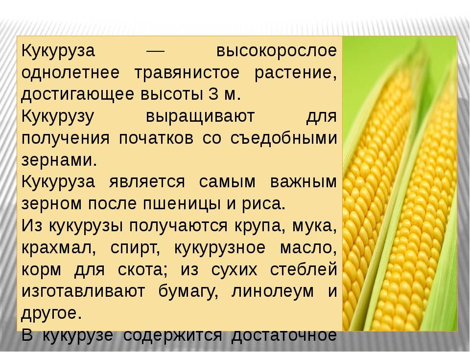 Сорта кукурузы – особенности, различия, полезные свойства
