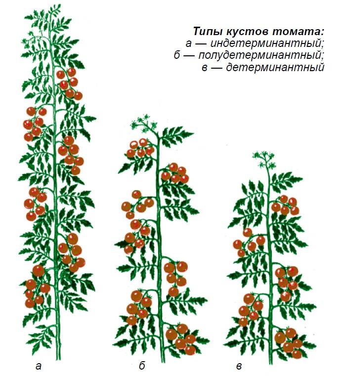Формирование томатов от супердетерминантных до индетерминантных — floraprice.ru