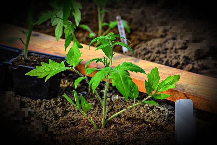 Как вырастить рассаду томатов без земли: подготовка семян, выбор емкостей и материалов, уход и пересадка