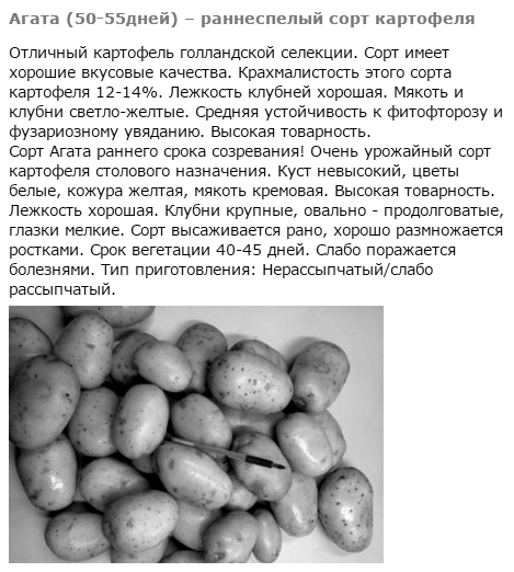 ᐉ сорт картофеля «каменский» – описание и фото - roza-zanoza.ru
