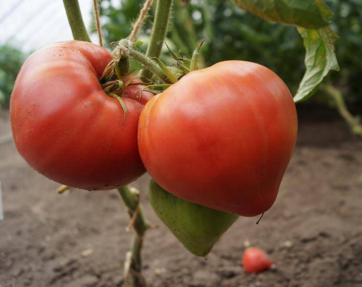 Посадка и выращивание помидоров в открытом грунте в беларуси
