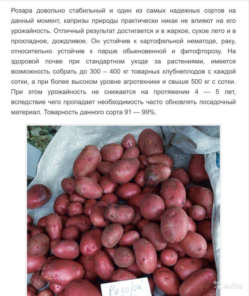 Описание и характеристики сорта картофеля тулеевский, выращивание и уход
