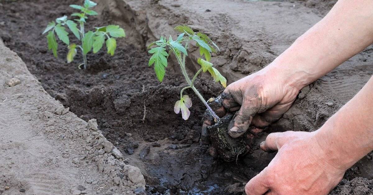 Как вырастить рассаду помидоров в домашних условиях: пошаговая инструкция (видео)