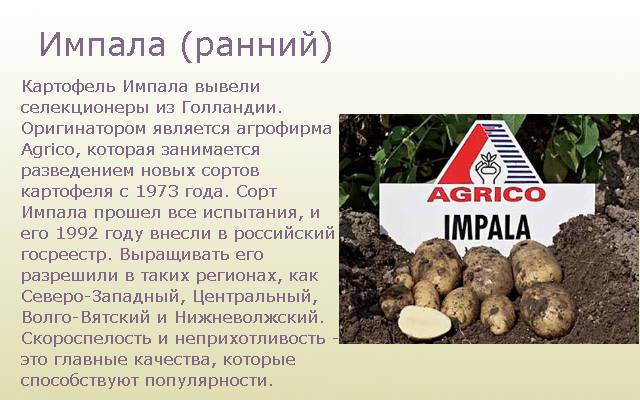 Сорт картофеля импала: описание с фото, характеристика, отзывы