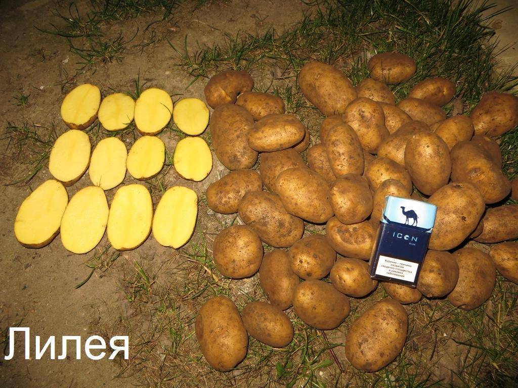 Картофель лилея: описание и характеристика сорта, посадка и уход, отзывы с фото
