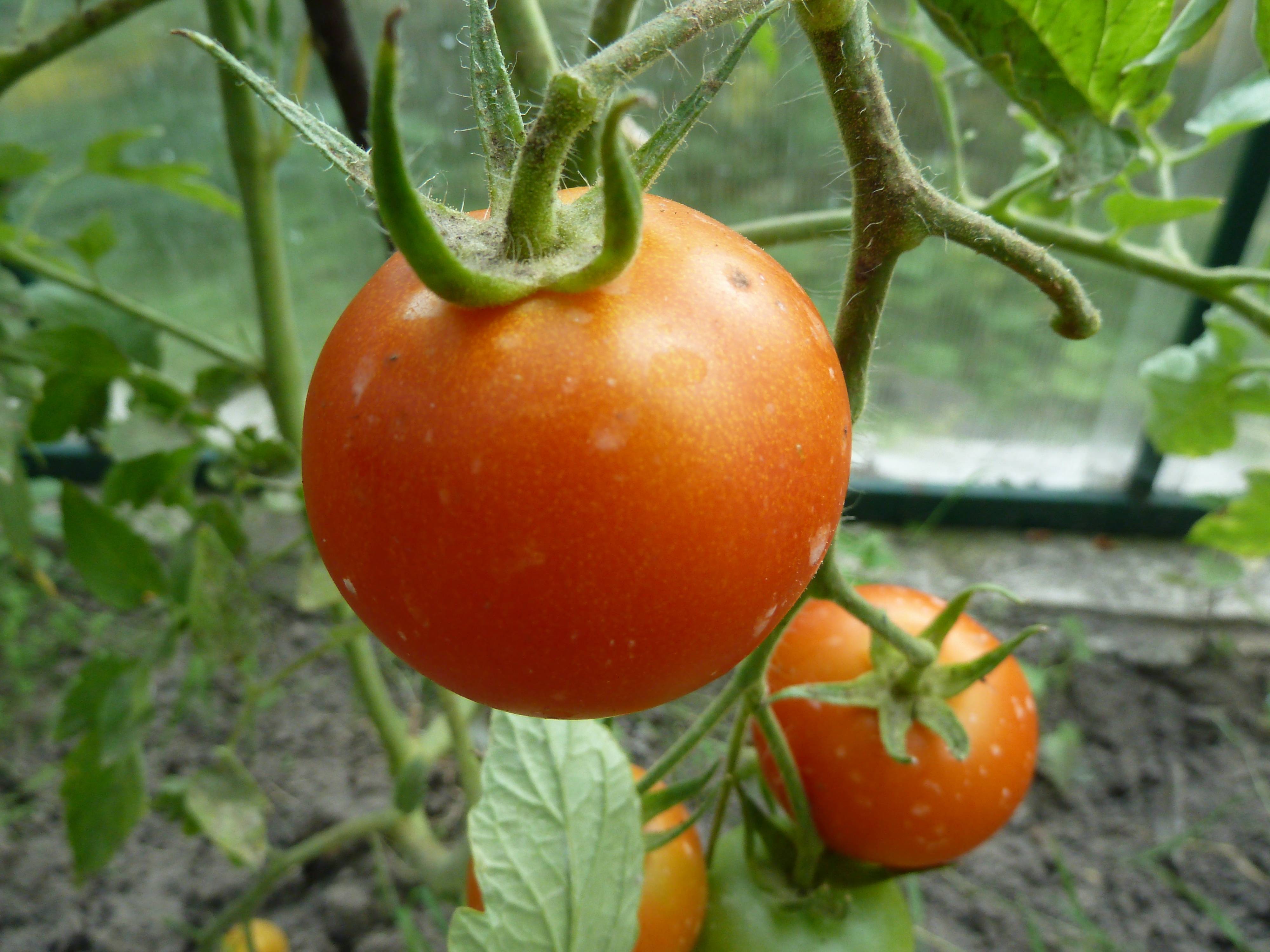 Сорта томатов для самарской области — сад и огород