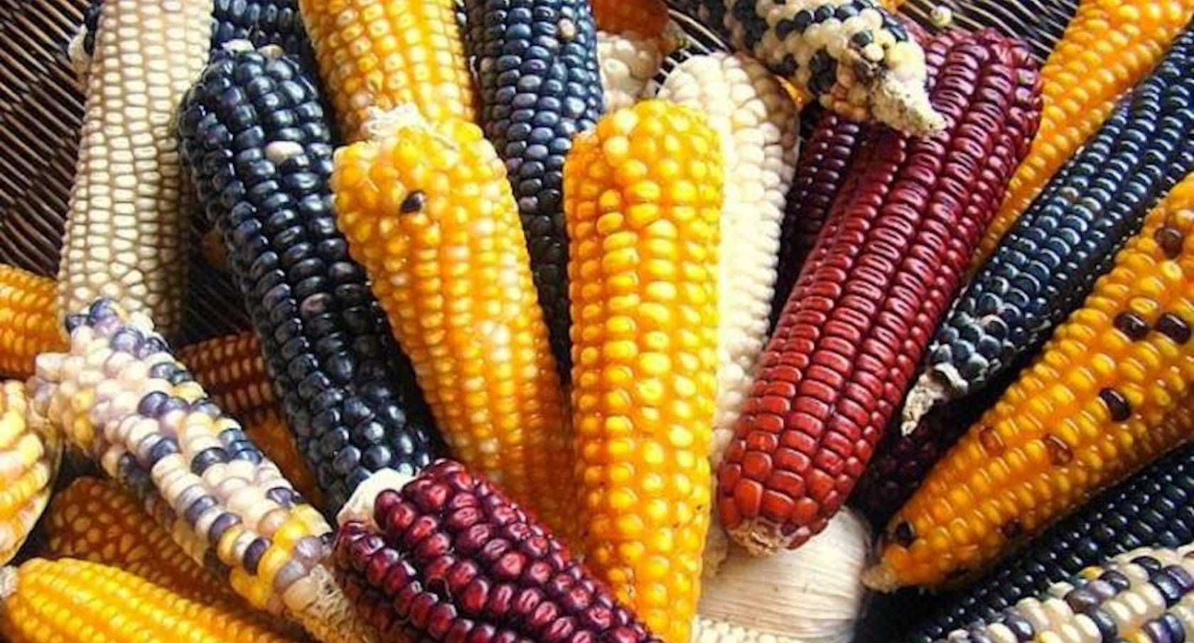 Мексика Корн кукуруза