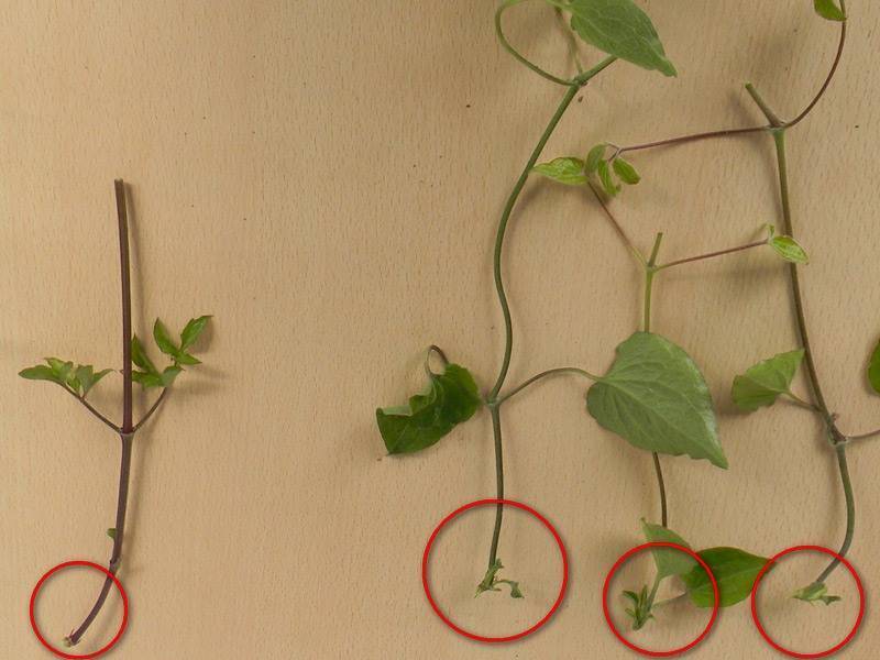 Семена клематиса: фото, сбор и хранение, выращивание цветка