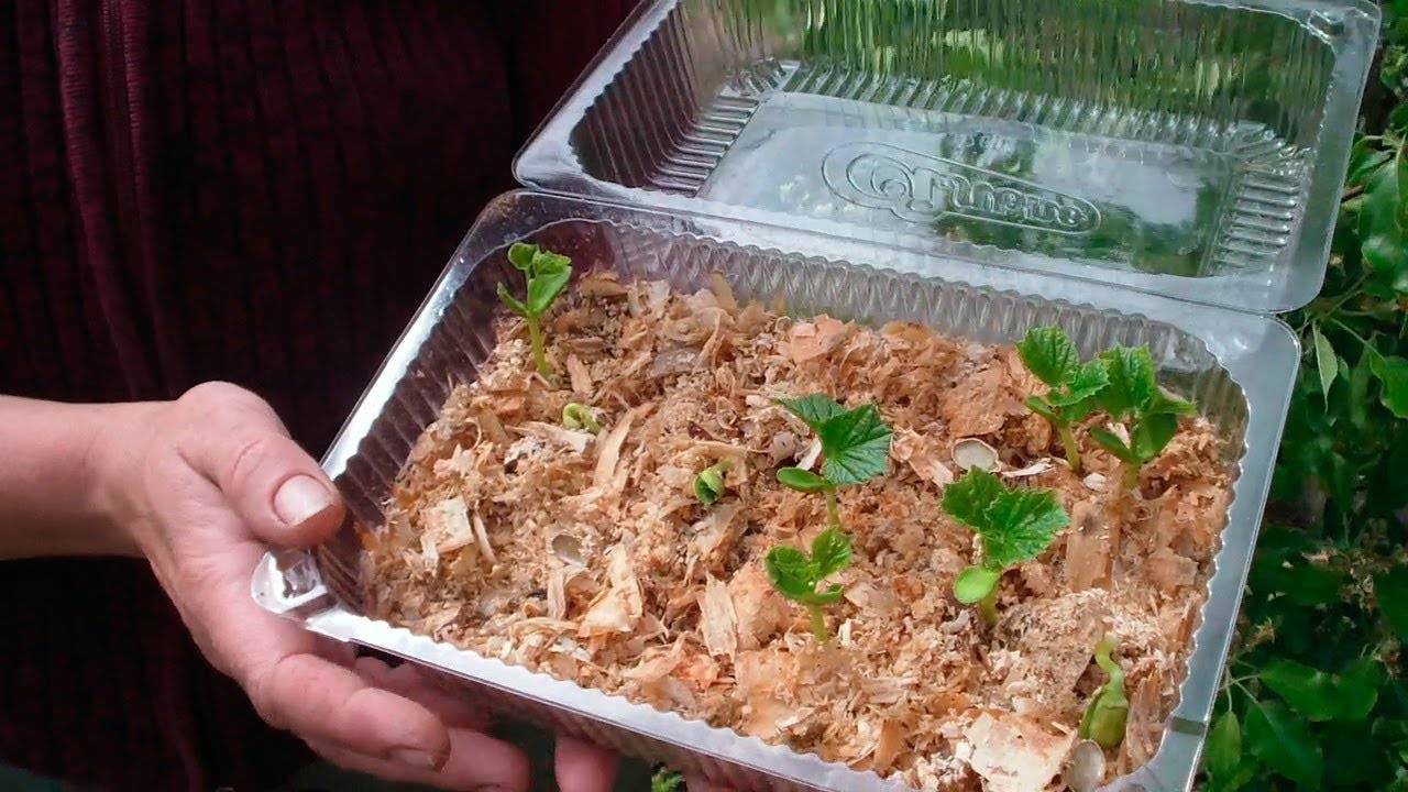 Как вырастить рассаду огурцов на опилках
