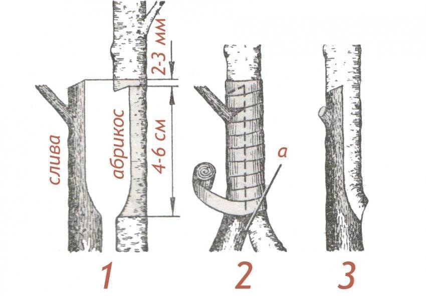 Как привить вишню: на что можно - 9 деревьев и когда, прививка почкой летом на черешню