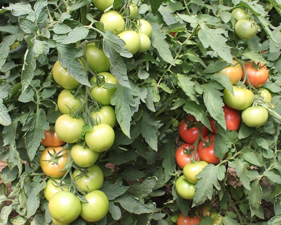 Характеристика томата яблочный минусинский, его урожайность