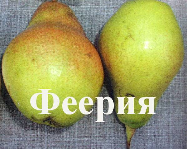 Лучшие самоплодные сорта груш: особенности выращивания