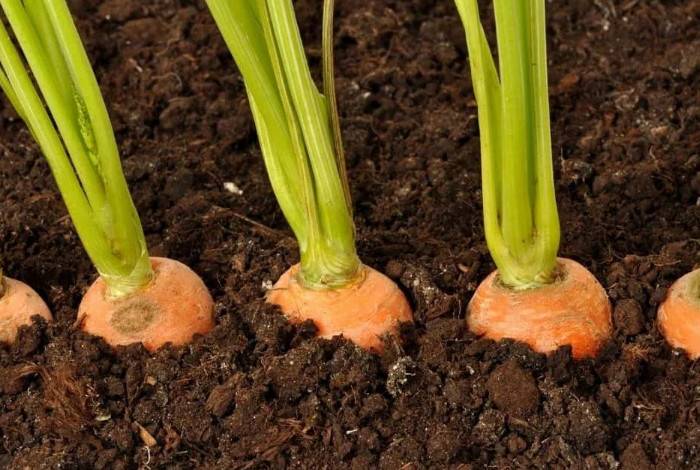 Можно ли в июле или в конце июня посадить морковь, благоприятные дни и правила ухода