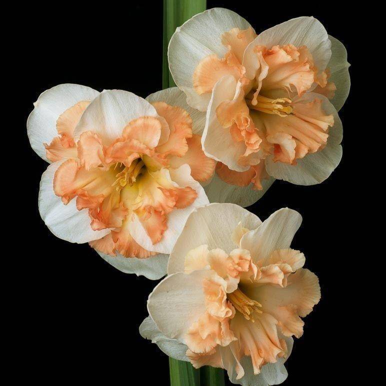 Описание и характеристики нарцисса сорта Пинк Вандер, посадка и уход