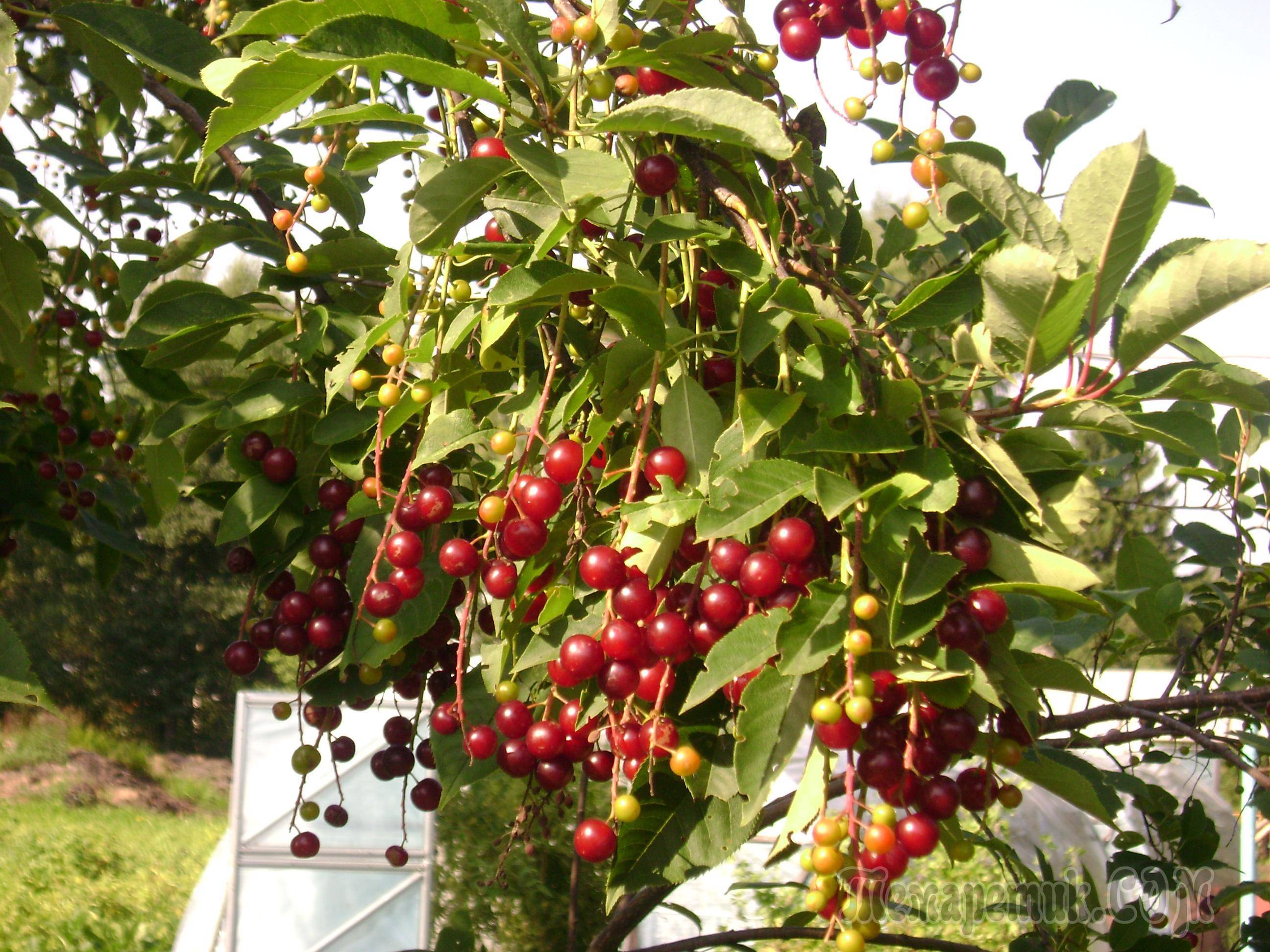 Гибрид вишни и черемухи: падоцерус, церападус, сорта, описание, посадка и уход, выращивание