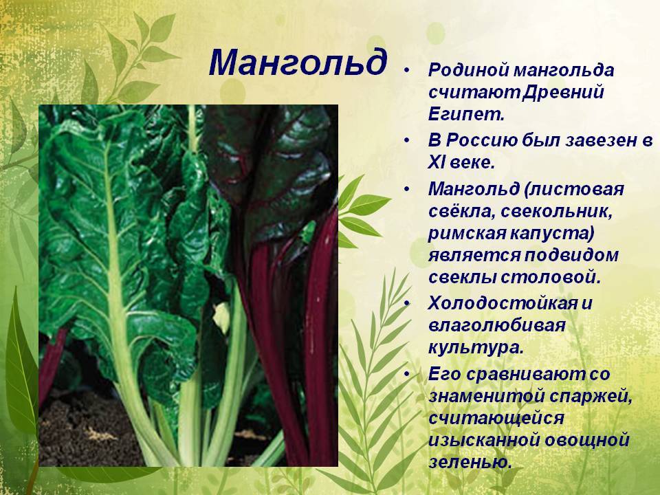 Мангольд — полезные свойства, рецепты и выращивание. траварт