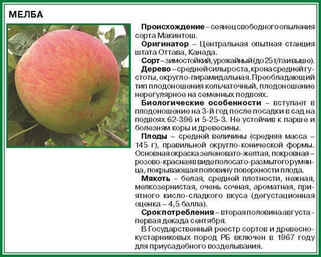 Сорт яблони беркутовское: фото, отзывы, описание, характеристики.