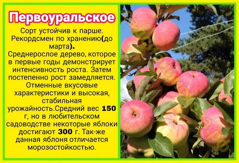 Характеристика и описание яблони “коробовка”