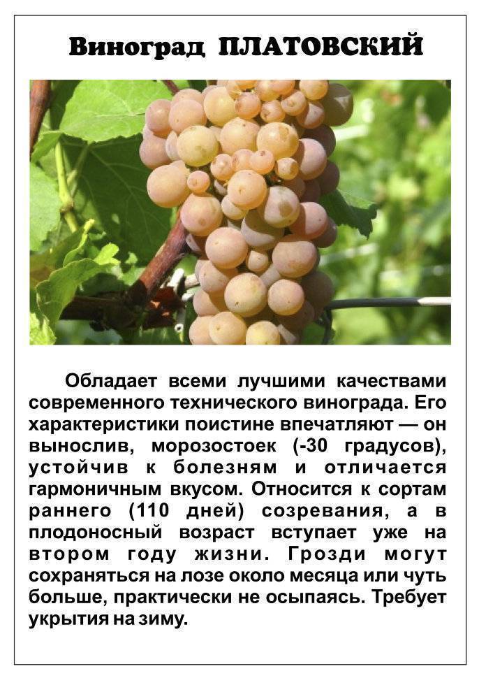Виноград "фуршетный": описание внешнего вида сорта и фото, посадка и уход за виноградом, укрытие на зиму