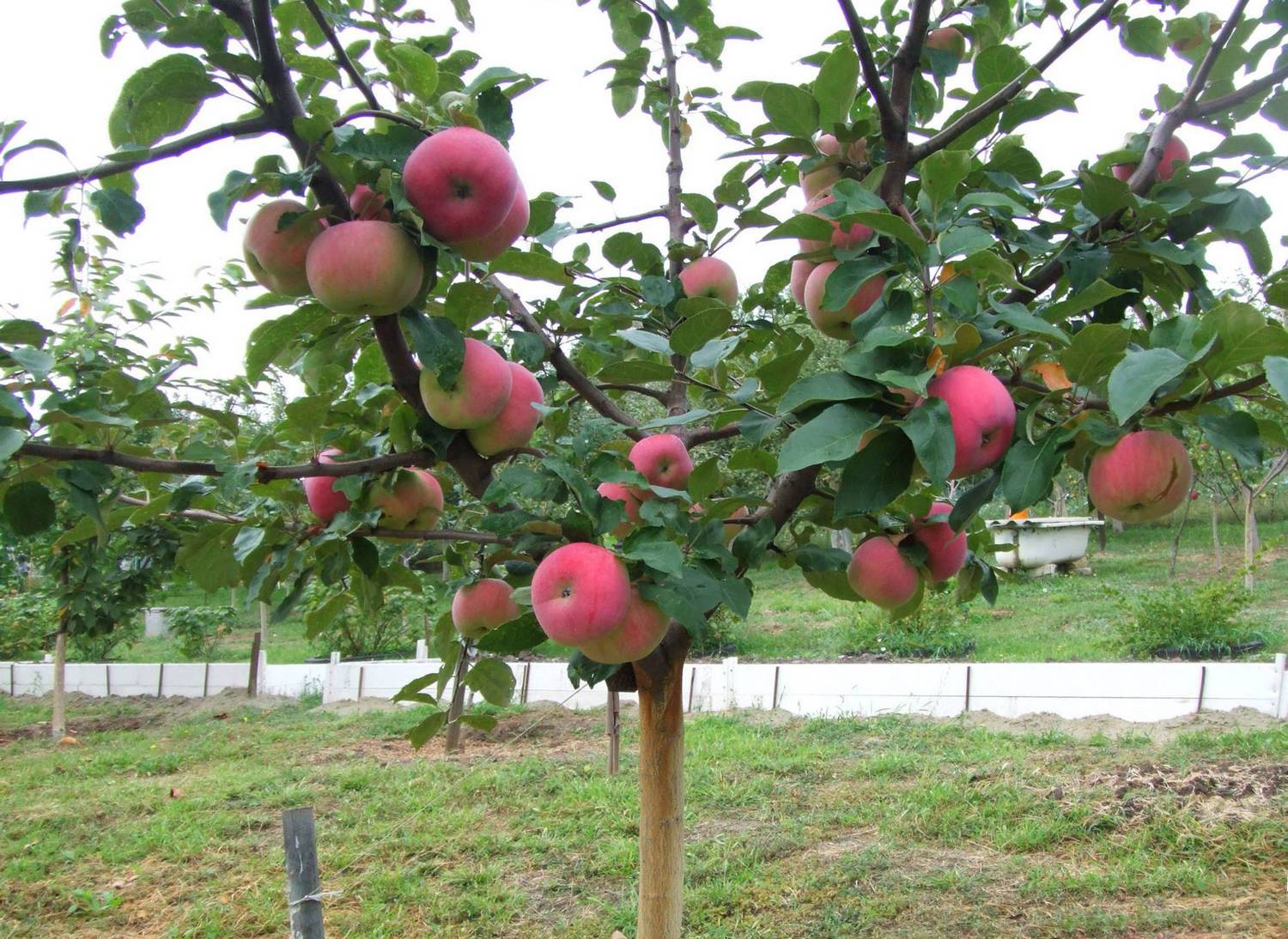 Яблони низкорослые, на карликовом подвое — высота и плодоношение, 11 лучших сортов. низкорослые сорта яблонь для средней полосы